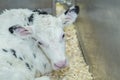 Wet newborn Holstein calf resting in clean bedding