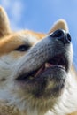 Wet nose of an adult Akita dog Royalty Free Stock Photo