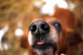 A wet nose of a dog with a lingering tongue Royalty Free Stock Photo