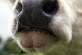 Wet noses of cows in the pasture