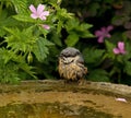 Wet Nuthatch