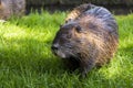 A wet Nutria, Coypu, beaver rat, on a green meadow Royalty Free Stock Photo