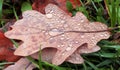 Wet oak leaf with water drops on green grass in autumn Royalty Free Stock Photo