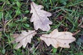 Wet oak leaf with water drops on green grass in autumn Royalty Free Stock Photo