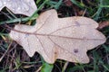 Wet oak leaf with water drops on green grass in autumn Royalty Free Stock Photo