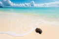 Wet old coconut on a deserted beach with white sand against the