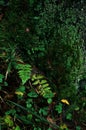 Wet old stump covered with moss, lichen and a small toadstool mushroom