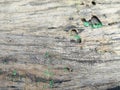 Wet old wood surface texture