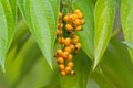 Wet Orange berry fruit of Golden Dewdrop Pigeon berry, Skyflowe