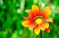 Wet orange flower