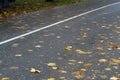 Wet orange leaves on the road Royalty Free Stock Photo