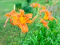 Wet orange lily flowers after rain on meadow Royalty Free Stock Photo