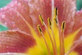 Wet orange lily pistils