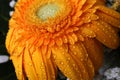 Wet orange petals and center of flower Gerbera Jamesonii with visible drops of water on them. Royalty Free Stock Photo