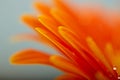 Wet orange petals of gerbera daisy flower Royalty Free Stock Photo