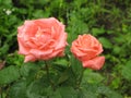 Wet orange roses Royalty Free Stock Photo