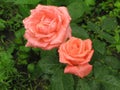 Wet orange roses Royalty Free Stock Photo