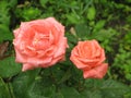 Wet orange roses Royalty Free Stock Photo