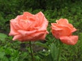Wet orange roses Royalty Free Stock Photo