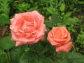 Wet orange roses Royalty Free Stock Photo