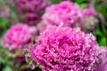 Wet ornamental cabbages from close Royalty Free Stock Photo