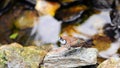 Wet Owl Finch Bird Royalty Free Stock Photo