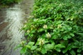 wet pachysandra terminalis green carpet with inflorescence Royalty Free Stock Photo