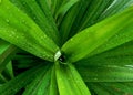 Wet pandan plant leaves Royalty Free Stock Photo