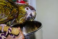 Wet parrot after bathing, eating from a bowl. Royalty Free Stock Photo