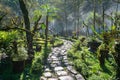 Wet path in the garden or forest with mist Royalty Free Stock Photo