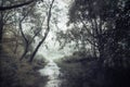 A wet path going into a forest on a foggy day, with a blurred, abstract, grunge, vintage edit