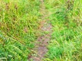 Wet path at overgrown meadow closeup