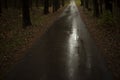 Wet path in park. Rain on asphalt. Empty road in forest in autumn Royalty Free Stock Photo