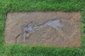 Wet pathway in the garden outdoor forward stepping stones or pebbled in the grass lawn spaces for text. Royalty Free Stock Photo