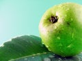 Wet pear on leaf Royalty Free Stock Photo