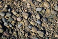 Wet pebbles, shingle, shells on sea shore