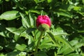 Wet peony in the garden Royalty Free Stock Photo