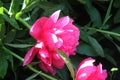 Wet peony in the garden Royalty Free Stock Photo