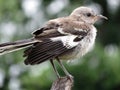 Wet Perching Bird in July in the Garden in Summer Royalty Free Stock Photo