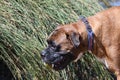 Wet pet boxer dog with tennis ball Royalty Free Stock Photo