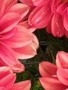 The wet petals of a group of Dahlias. Los pÃÂ©talos mojados de un grupo de Dalias