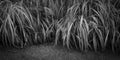 Wet phragmite grass monochrome Royalty Free Stock Photo