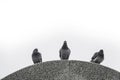 3 wet pigeons doves on a stone rainy day