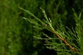 Wet pine leaves. Close-up of raindrops on a pine branch. Royalty Free Stock Photo