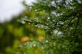 Wet pine leaves. Close-up of raindrops on a pine branch. Royalty Free Stock Photo