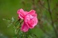 Wet Pink flower Royalty Free Stock Photo