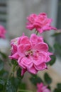 Wet Pink flower Royalty Free Stock Photo