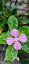 Wet pink flower and green lesves after the rain  in the garden Royalty Free Stock Photo