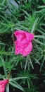 wet pink flower Royalty Free Stock Photo