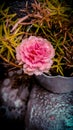 Wet Pink Flower in RAIN Royalty Free Stock Photo